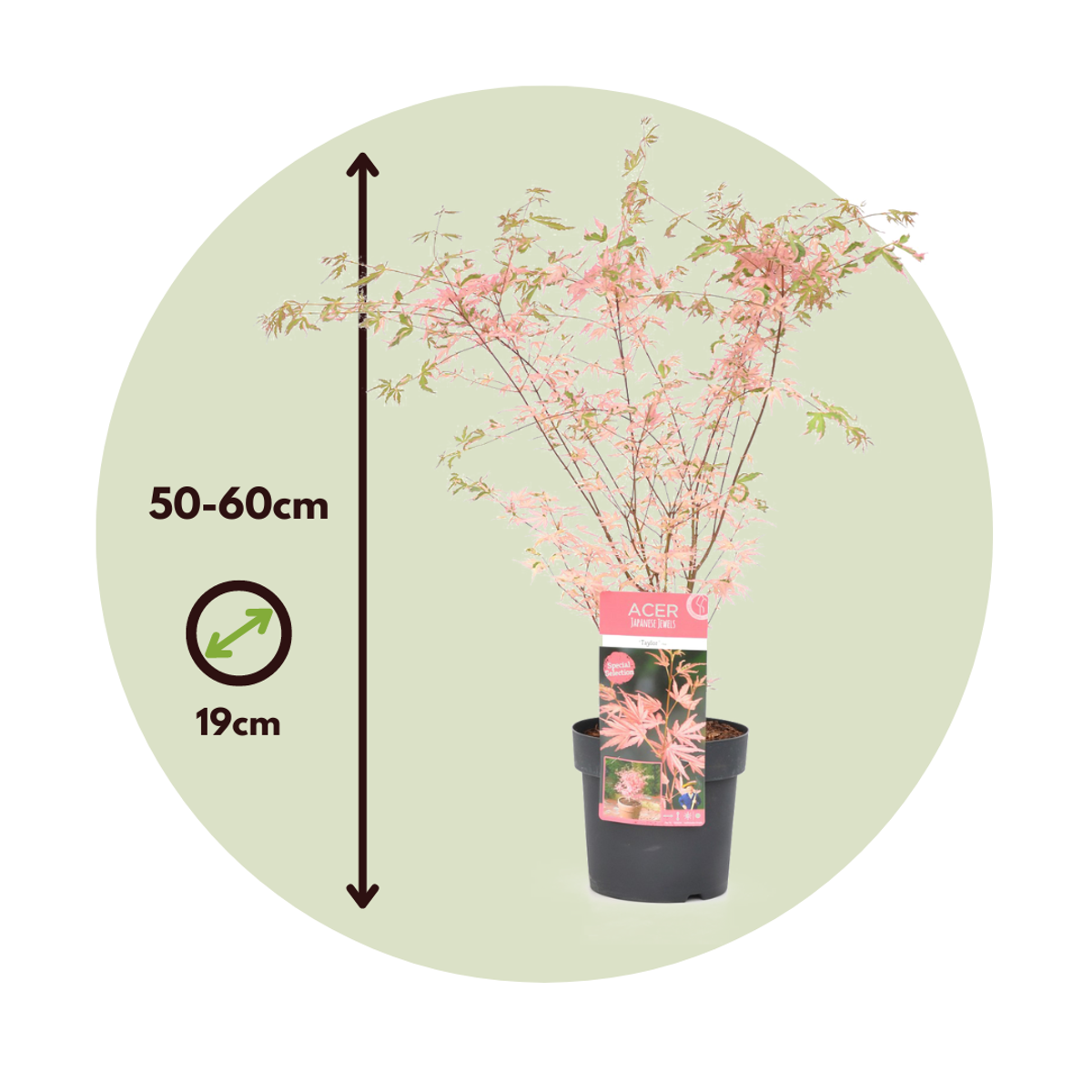 Japanese maple - 2 pcs. - Acer palmatum 'Taylor' - Height 50-60cm - ⌀19cm