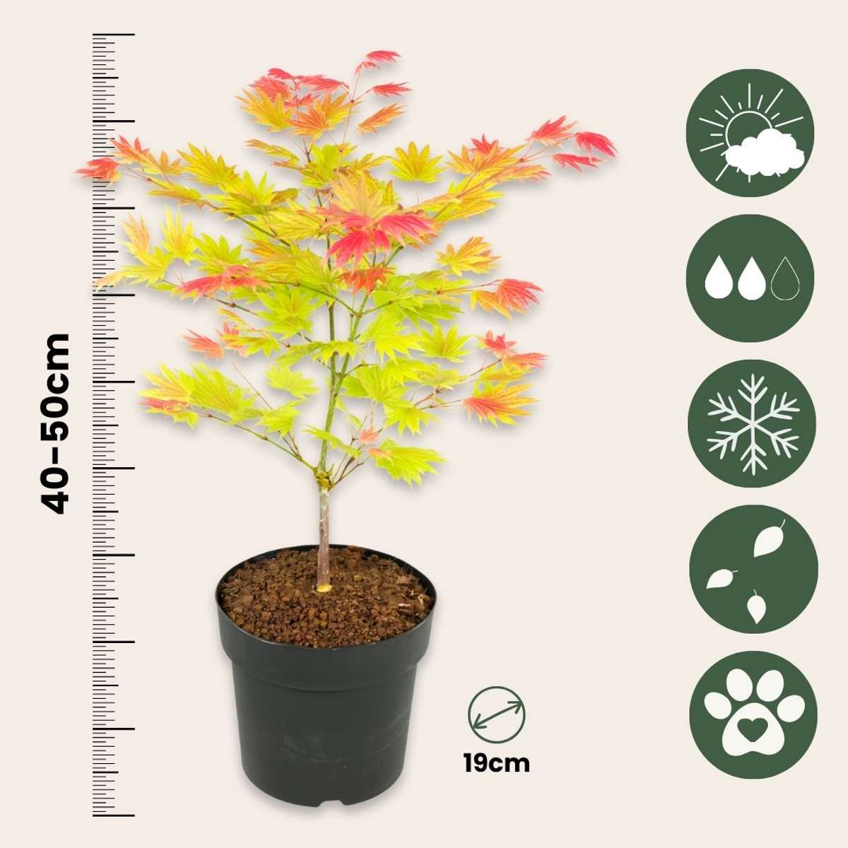 Japanese maple - 2 pcs. - Acer palmatum 'Moonrise' - Height 40-50cm - ⌀19cm