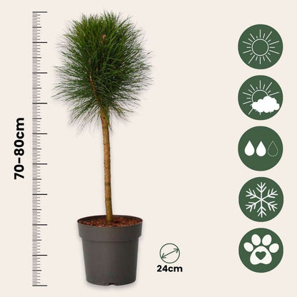 Pine - Pinus 'Summer Breeze' - Height 70-80cm - ⌀24cm