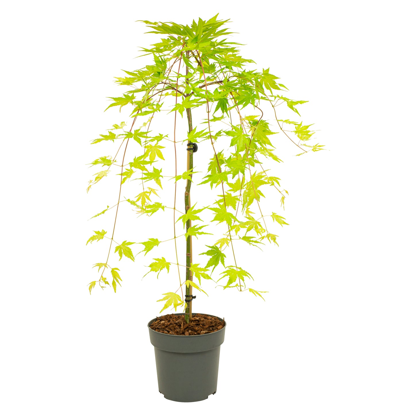 Japanese maple - Acer palmatum 'Cascade Gold' - Height 80-90cm - ⌀19cm