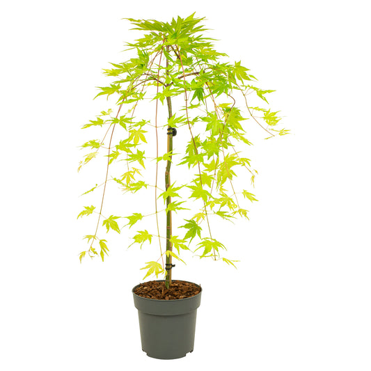 Japanese maple - Acer palmatum 'Cascade Gold' - Height 80-90cm - ⌀19cm