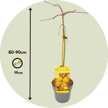 Japanese maple - Acer palmatum 'Cascade Gold' - Height 80-90cm - ⌀19cm