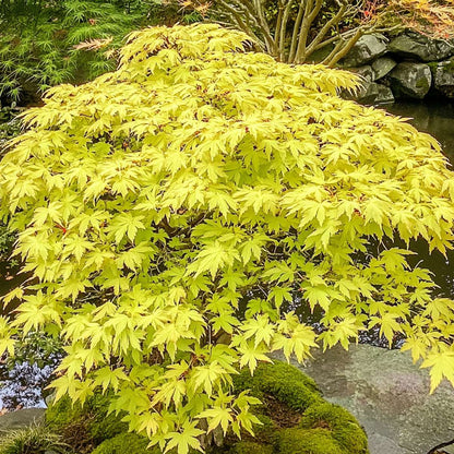 Japanese maple - 2 pcs. - Acer palmatum 'Cascade Gold' - Height 80-90cm - ⌀19cm