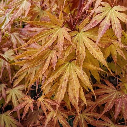 Japanese maple - 2 pcs. - Acer palmatum 'Cascade Gold' - Height 80-90cm - ⌀19cm