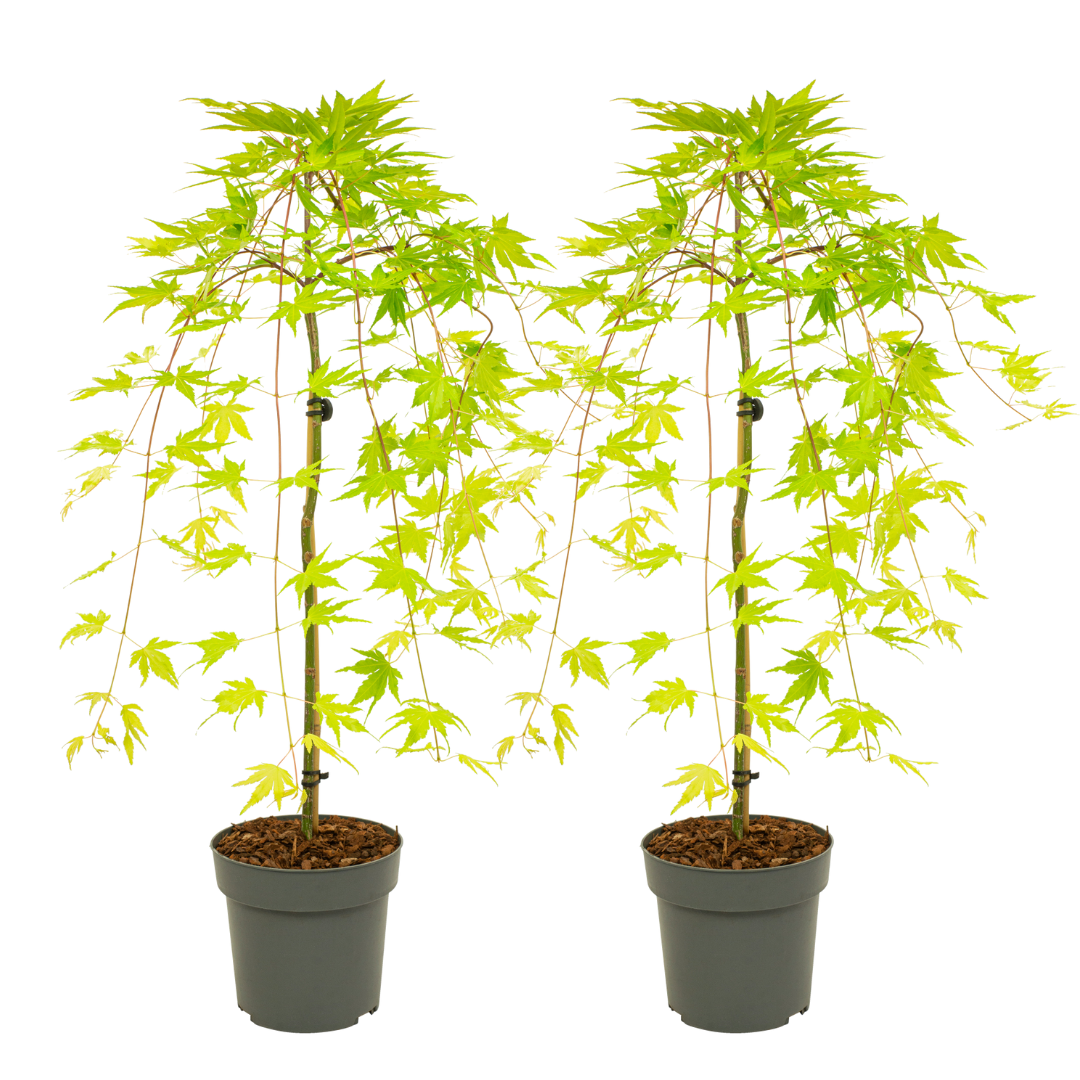Japanese maple - 2 pcs. - Acer palmatum 'Cascade Gold' - Height 80-90cm - ⌀19cm