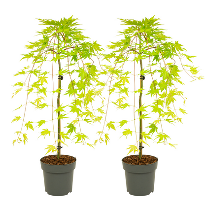 Japanese maple - 2 pcs. - Acer palmatum 'Cascade Gold' - Height 80-90cm - ⌀19cm