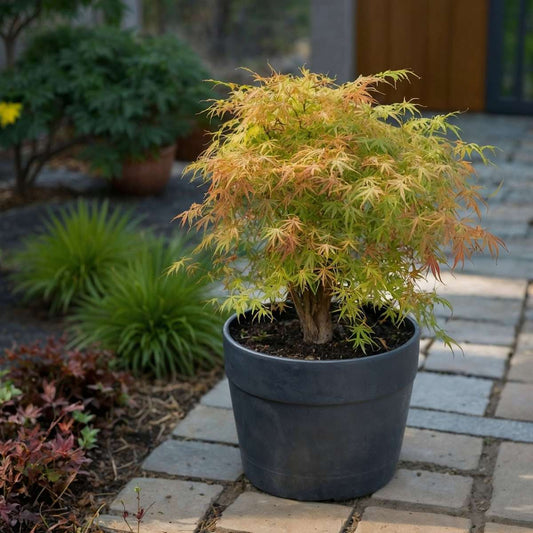 Japanese maple - 2 pcs. - Acer palmatum 'Katsura' - Height 60-70cm - ⌀19cm
