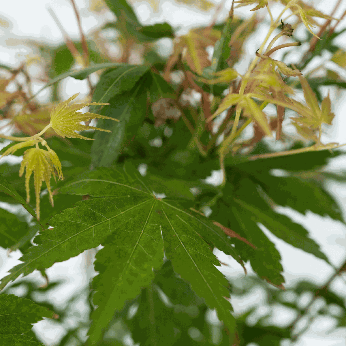 Japanese maple - Acer palmatum 'Katsura' - Height 60-70cm - ⌀19cm