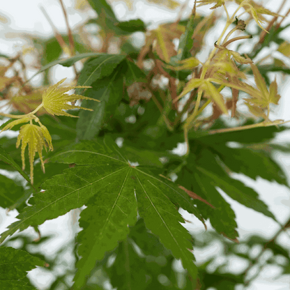 Japanese maple - Acer palmatum 'Katsura' - Height 60-70cm - ⌀19cm