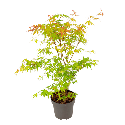 Japanese maple - Acer palmatum 'Katsura' - Height 60-70cm - ⌀19cm