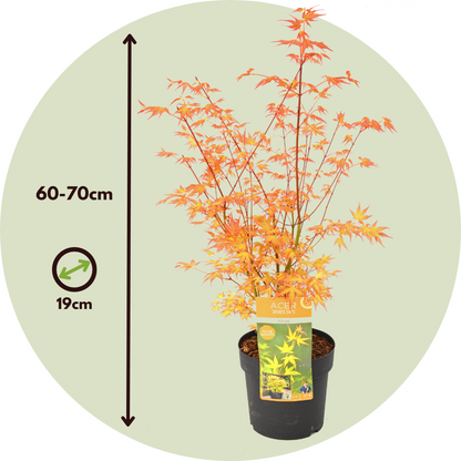 Japanese maple - Acer palmatum 'Katsura' - Height 60-70cm - ⌀19cm