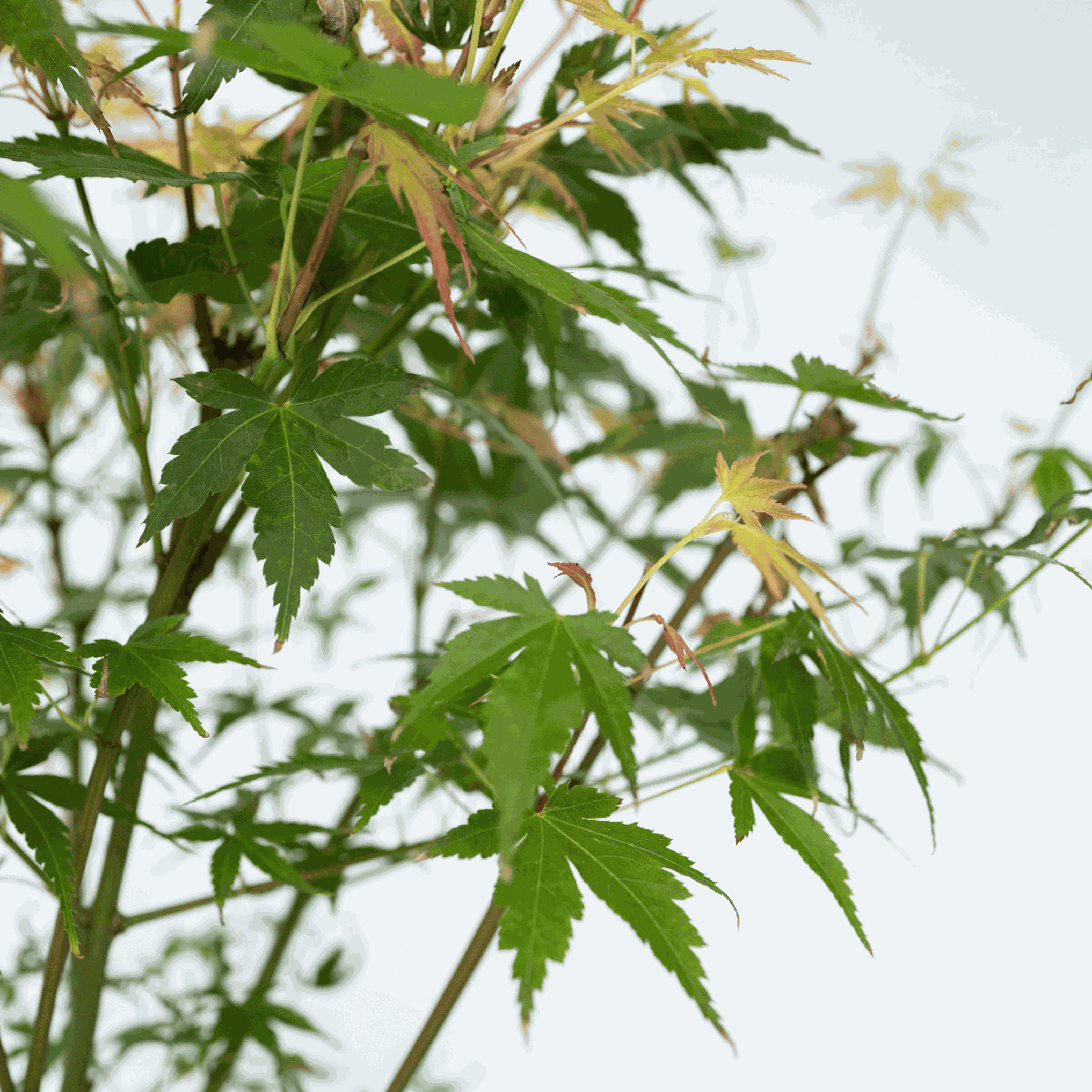 Japanese maple - 2 pcs. - Acer palmatum 'Katsura' - Height 60-70cm - ⌀19cm