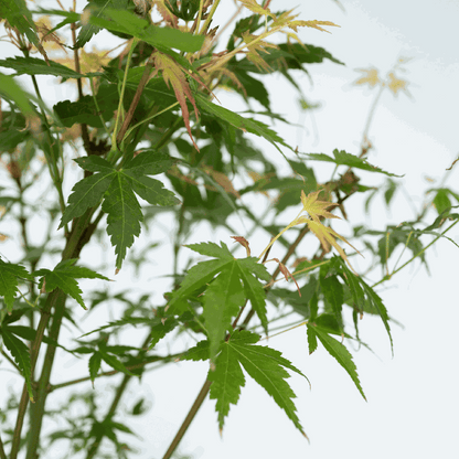 Japanese maple - 2 pcs. - Acer palmatum 'Katsura' - Height 60-70cm - ⌀19cm