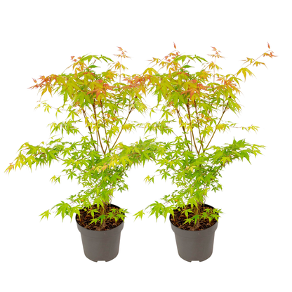 Japanese maple - 2 pcs. - Acer palmatum 'Katsura' - Height 60-70cm - ⌀19cm