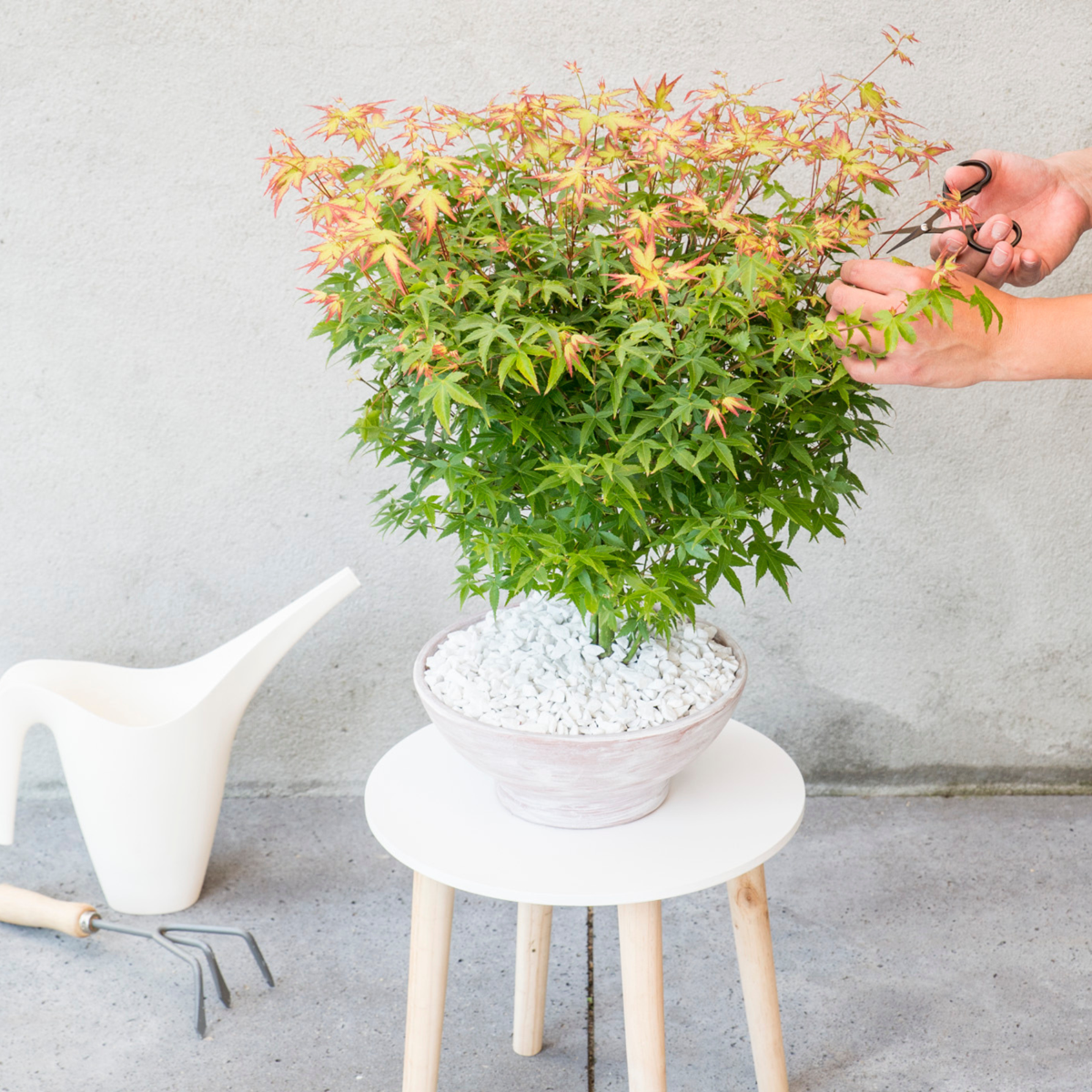 Japanese maple - 2 pcs. - Acer palmatum 'Little Princess' - H45-55cm - ⌀19cm