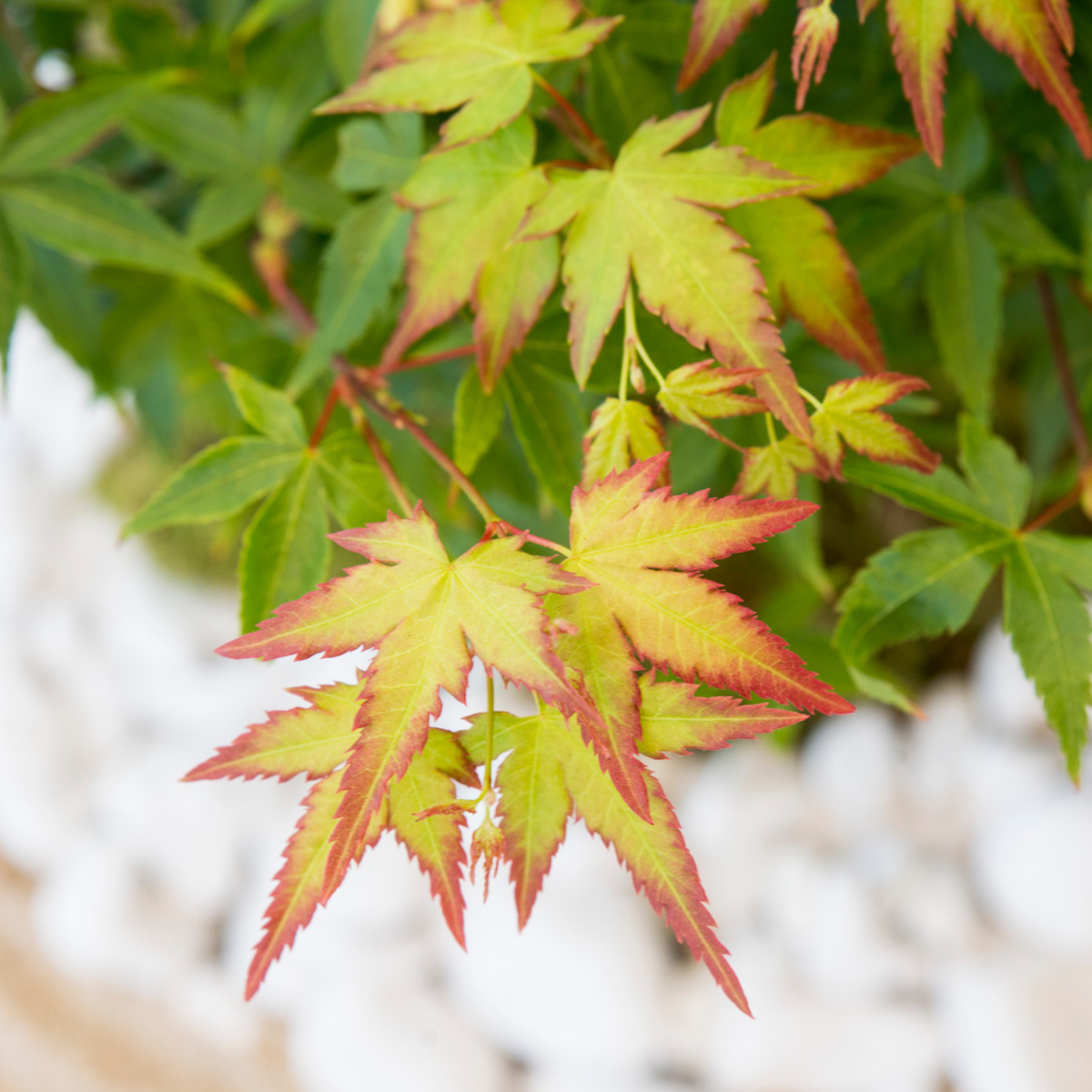 Japanese maple - Acer palmatum 'Little Princess' - Height 45-55cm - ⌀19cm