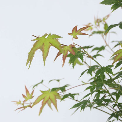Japanese maple - Acer palmatum 'Little Princess' - Height 45-55cm - ⌀19cm