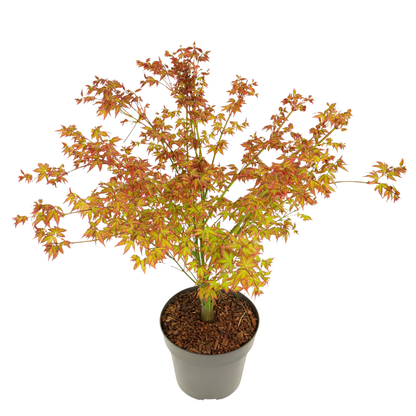 Japanese maple - Acer palmatum 'Little Princess' - Height 45-55cm - ⌀19cm