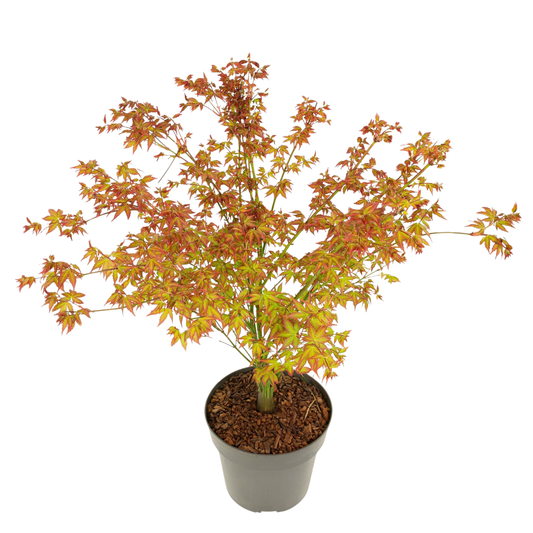 Japanese maple - Acer palmatum 'Little Princess' - Height 45-55cm - ⌀19cm