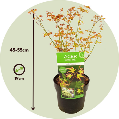 Japanese maple - Acer palmatum 'Little Princess' - Height 45-55cm - ⌀19cm