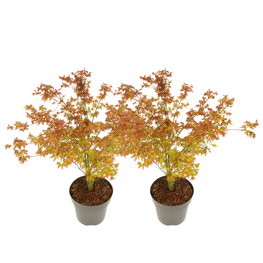 Japanese maple - 2 pcs. - Acer palmatum 'Little Princess' - H45-55cm - ⌀19cm