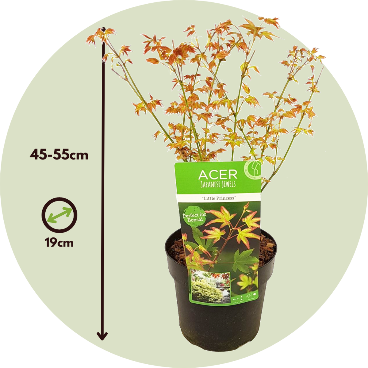 Japanese maple - 2 pcs. - Acer palmatum 'Little Princess' - H45-55cm - ⌀19cm