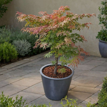 Japanese maple - 2 pcs. - Acer palmatum 'Little Princess' - H45-55cm - ⌀19cm