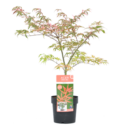 Japanese maple - Acer palmatum 'Shirazz' - Height 50-60cm - ⌀19cm