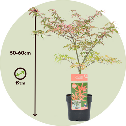 Japanese maple - Acer palmatum 'Shirazz' - Height 50-60cm - ⌀19cm