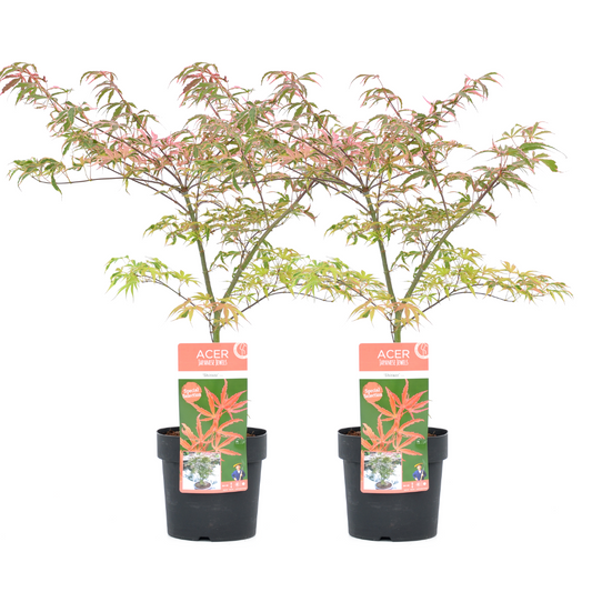 Japanese maple - 2 pcs. - Acer palmatum 'Shirazz' - Height 50-60cm - ⌀19cm