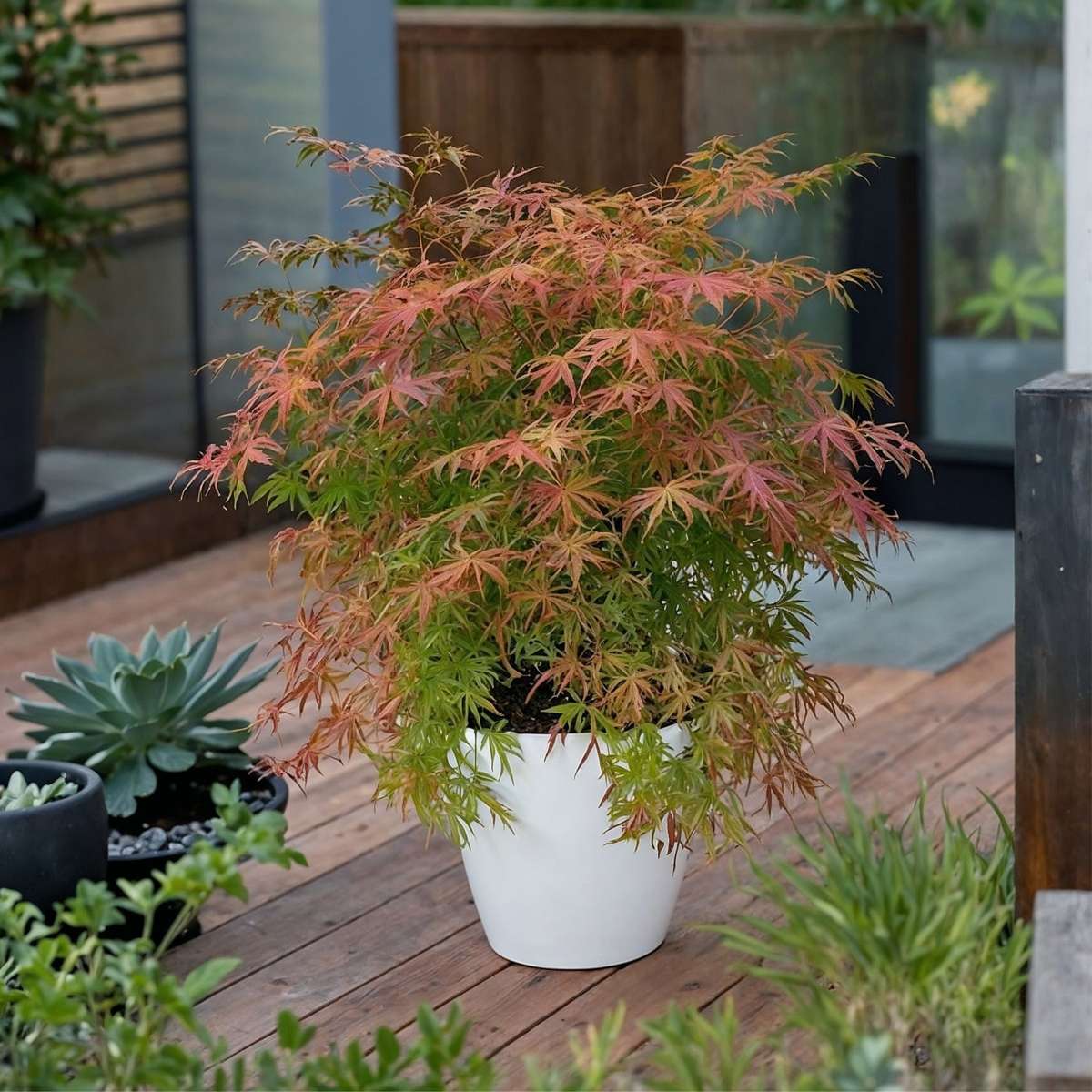 Japanese maple - 2 pcs. - Acer palmatum 'Extravaganza' - Height 50-60cm - ⌀19cm