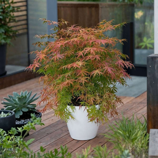 Japanese maple - 2 pcs. - Acer palmatum 'Extravaganza' - Height 50-60cm - ⌀19cm