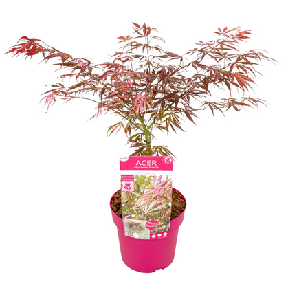 Japanese maple - Acer palmatum 'Extravaganza' - Height 50-60cm - ⌀19cm