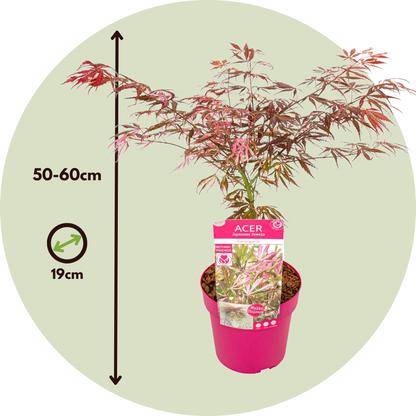 Japanese maple - Acer palmatum 'Extravaganza' - Height 50-60cm - ⌀19cm