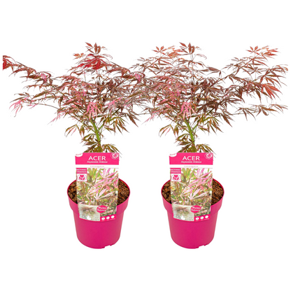 Japanese maple - 2 pcs. - Acer palmatum 'Extravaganza' - Height 50-60cm - ⌀19cm