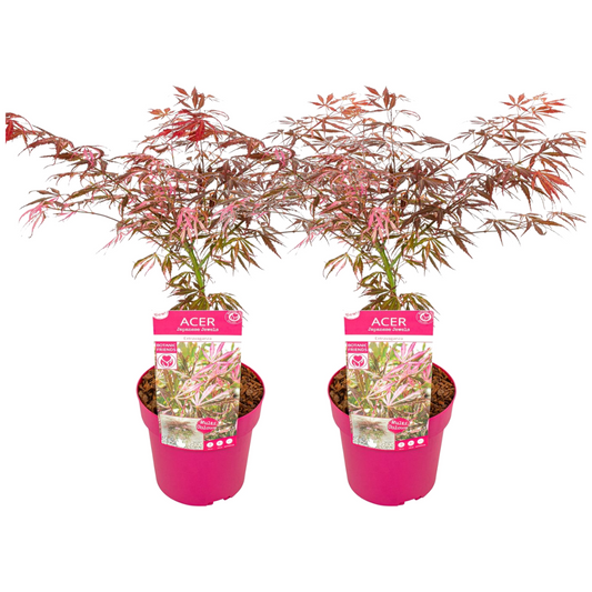 Japanese maple - 2 pcs. - Acer palmatum 'Extravaganza' - Height 50-60cm - ⌀19cm