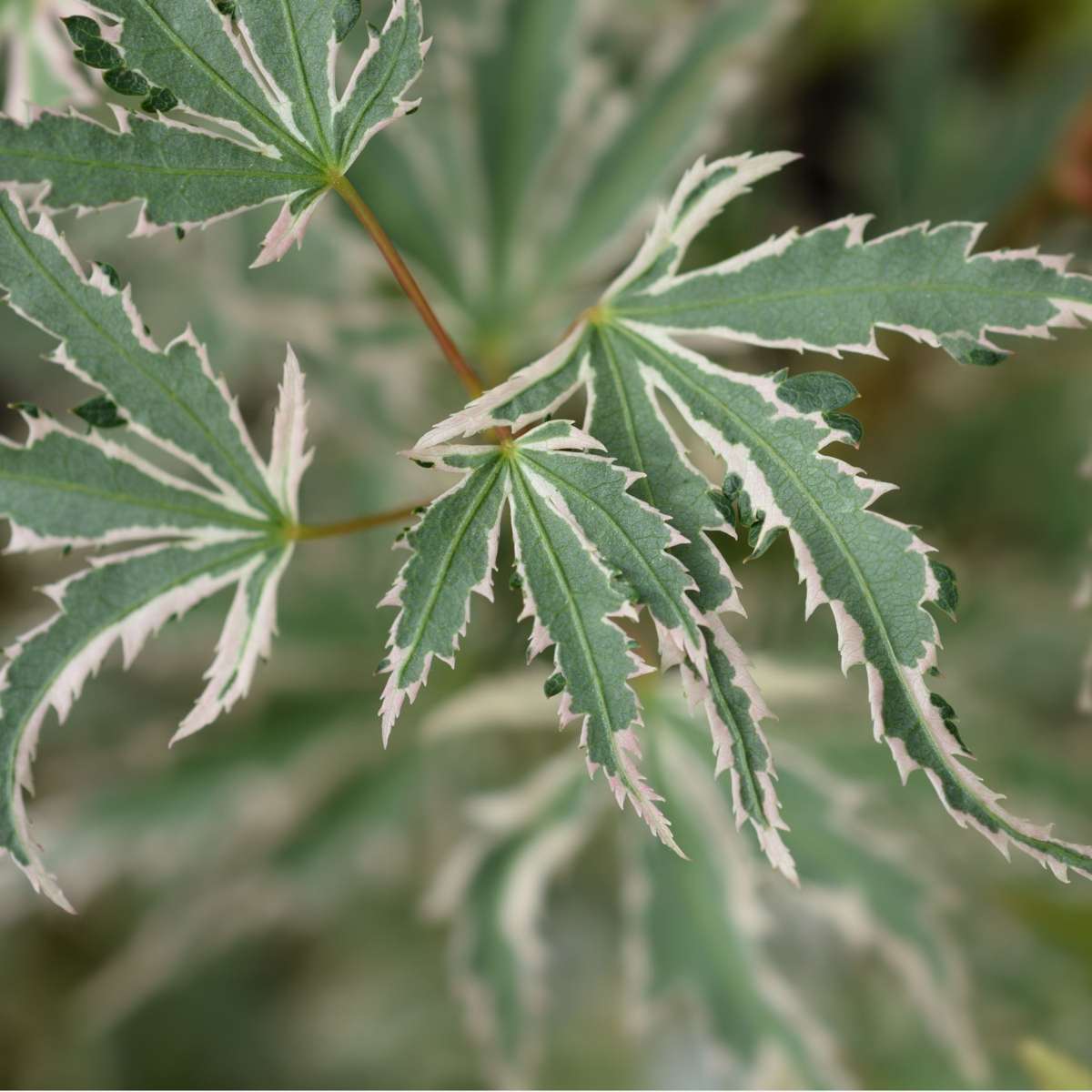 Japanese maple - Acer palmatum 'Butterfly' - Height 25-40cm - ⌀10,5cm