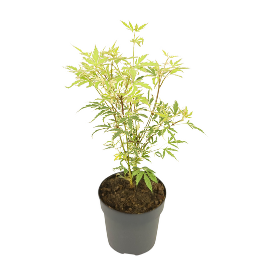 Japanese maple - Acer palmatum 'Butterfly' - Height 25-40cm - ⌀10,5cm