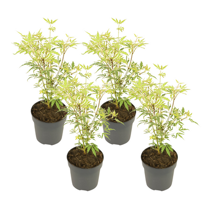 Japanese maple - 4 pcs. - Acer palmatum 'Butterfly' - Height 25-40cm - ⌀10,5cm