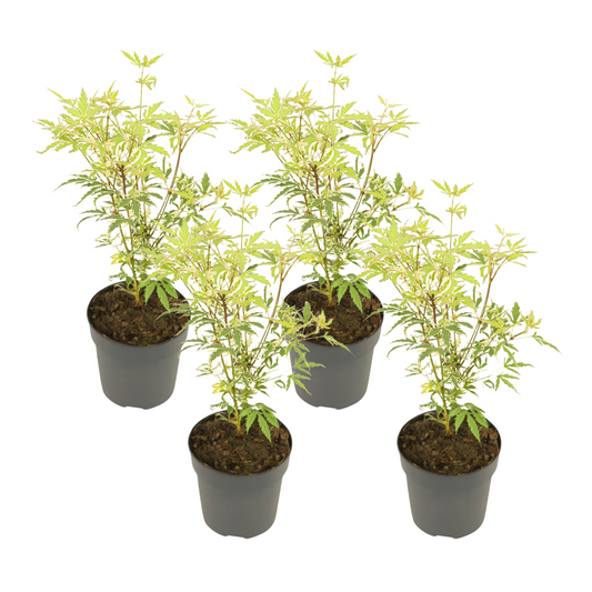 Japanese maple - 4 pcs. - Acer palmatum 'Butterfly' - Height 25-40cm - ⌀10,5cm