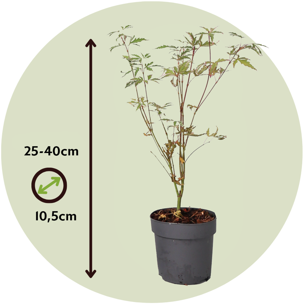 Japanese maple - 4 pcs. - Acer palmatum 'Butterfly' - Height 25-40cm - ⌀10,5cm