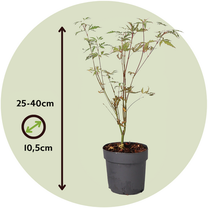 Japanese maple - 4 pcs. - Acer palmatum 'Butterfly' - Height 25-40cm - ⌀10,5cm