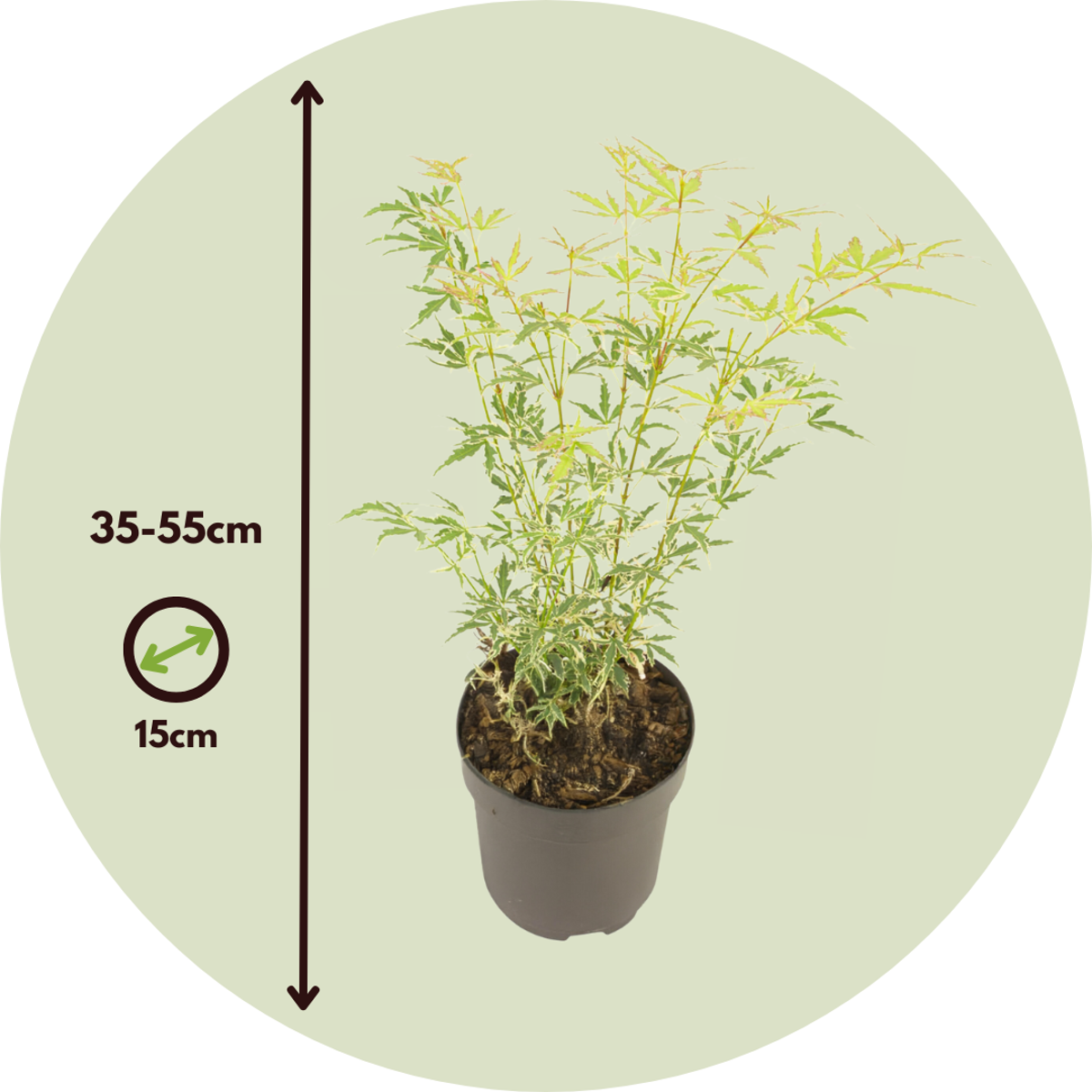 Japanese maple - Acer palmatum 'Butterfly' - Height 35-55cm - ⌀15cm