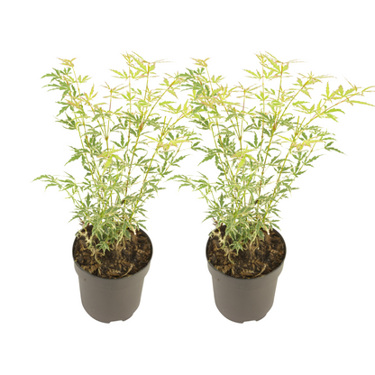 Japanese maple - 2 pcs - Acer palmatum 'Butterfly' - Height 35-55cm - ⌀15cm