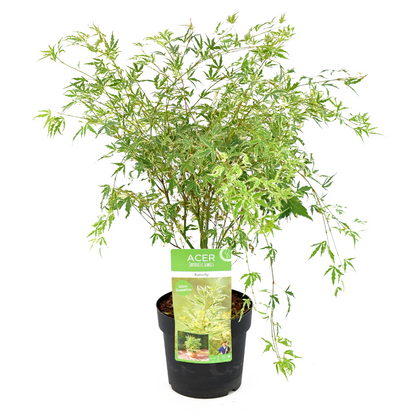 Japanese maple - Acer palmatum 'Butterfly' - Height 50-60cm - ⌀19cm