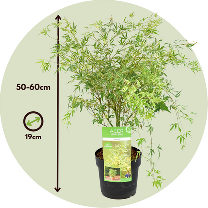 Japanese maple - Acer palmatum 'Butterfly' - Height 50-60cm - ⌀19cm