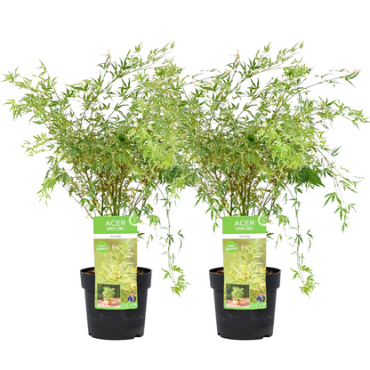 Japanese maple - 2 pcs. - Acer palmatum 'Butterfly' - Height 50-60cm - ⌀19cm