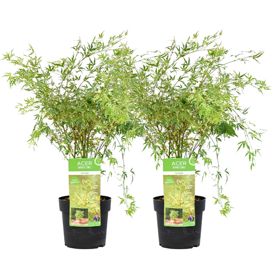 Japanese maple - 2 pcs. - Acer palmatum 'Butterfly' - Height 50-60cm - ⌀19cm