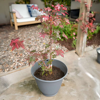 Japanese maple - Acer conspicuum 'Red Flamingo' - Height 50-60cm - ⌀19cm