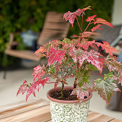 Japanese maple - Acer conspicuum 'Red Flamingo' - Height 50-60cm - ⌀19cm